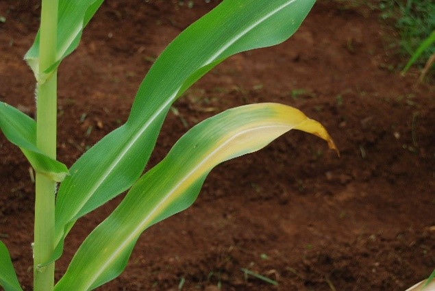 Nitrogen Deficiency in Corn.jpg Nitrogen Deficiency in Corn.jpg